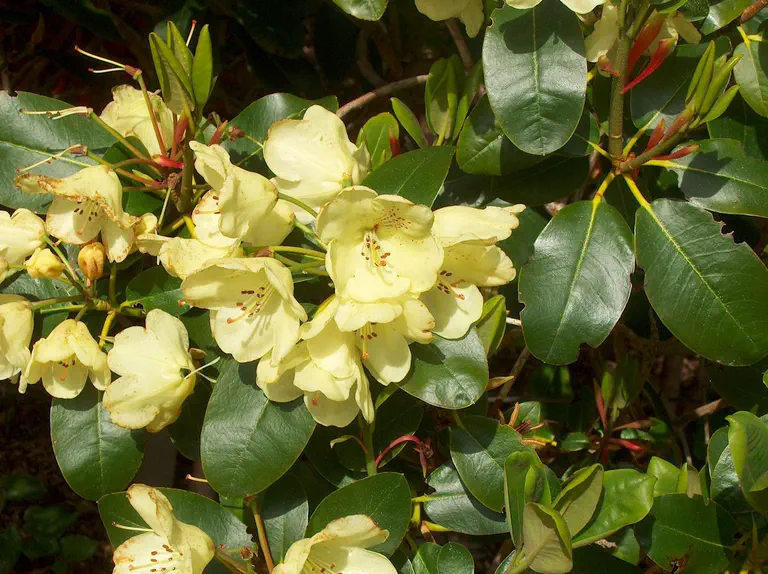 Photo of R. 'Moonstone Yellow', Rhododendron Hybrid