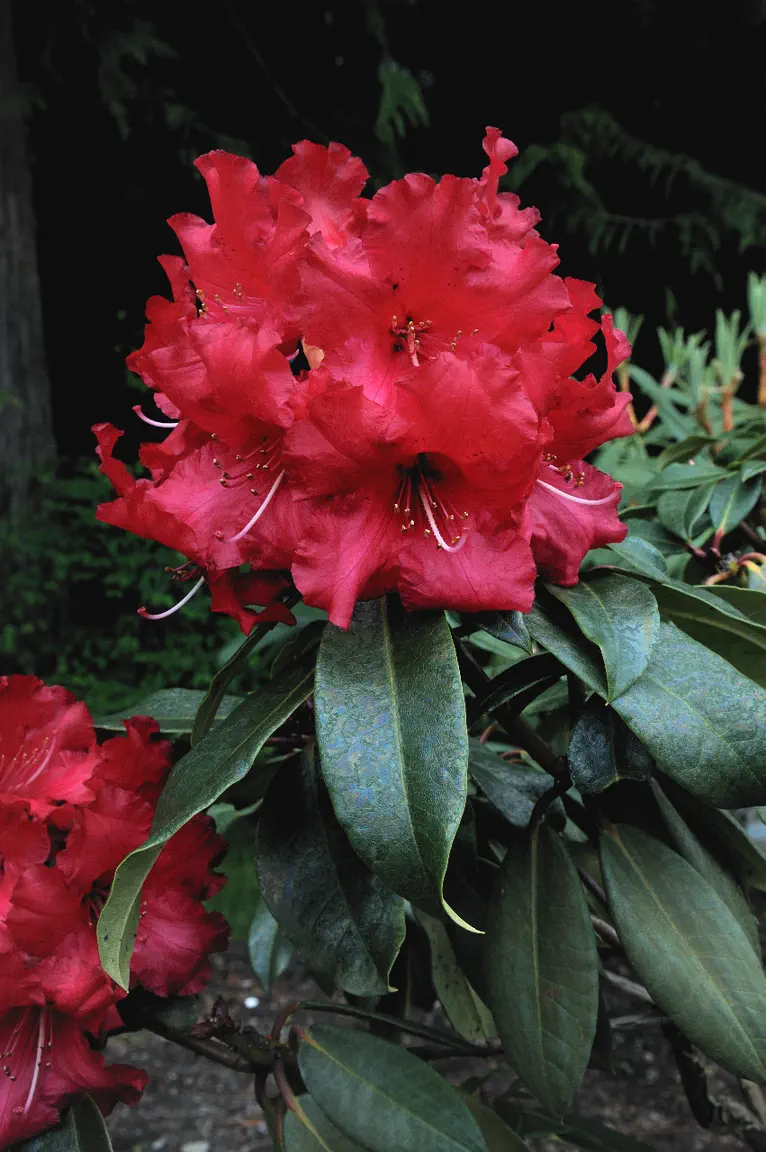 Photo of R. 'Halfdan Lem', Rhododendron Hybrid