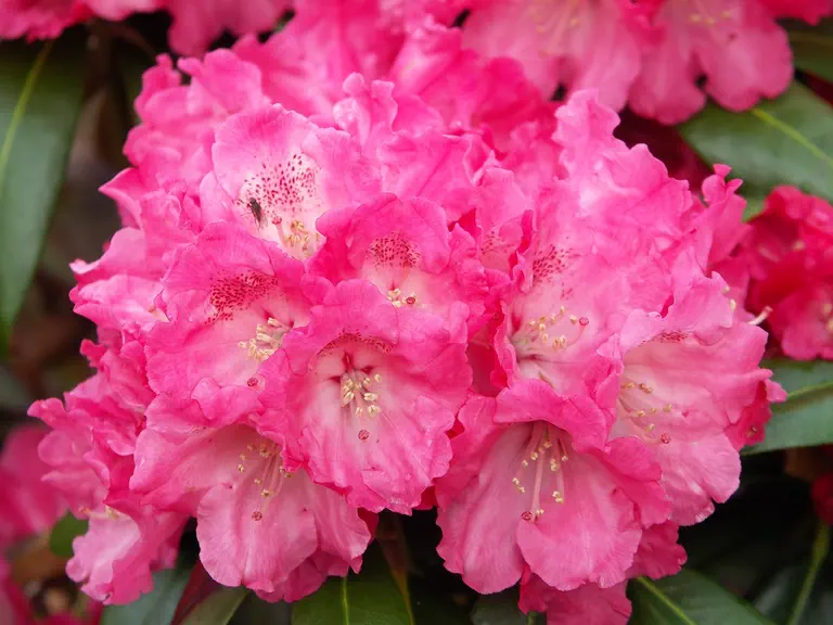 Photo of R. 'Morgenrot', Rhododendron Hybrid
