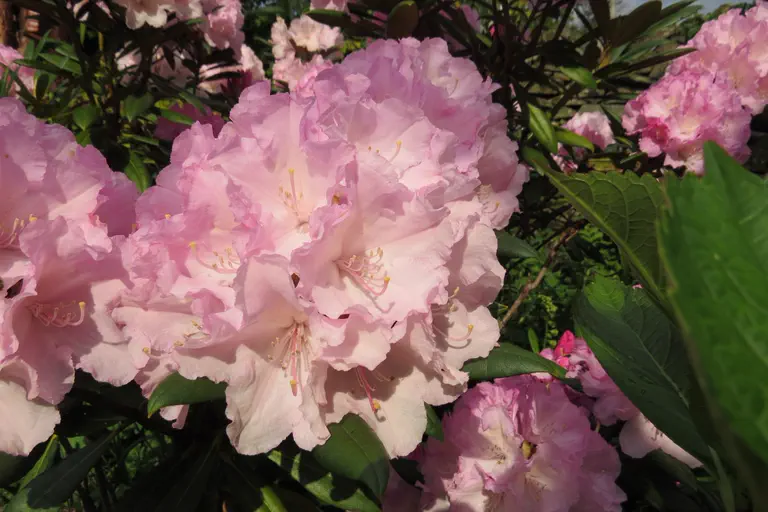 Photo of R. 'Morning Cloud', Rhododendron Hybrid