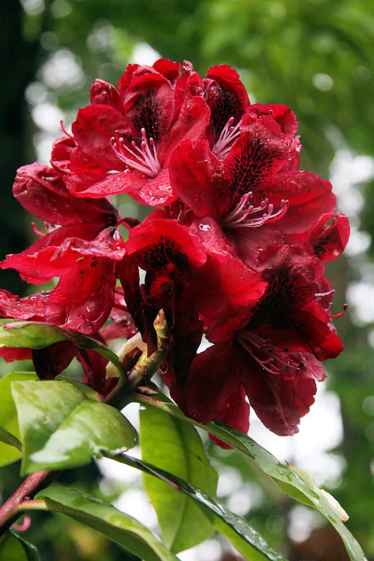 Photo of R. 'Moser's Maroon', Rhododendron Hybrid