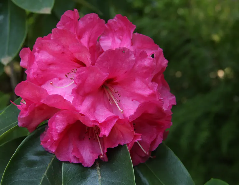 Photo of R. 'Hallelujah', Rhododendron Hybrid