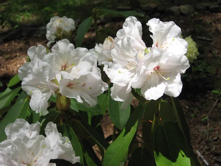 Photo of R. 'Mount Everest', Rhododendron Hybrid