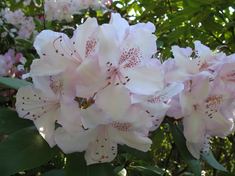 Photo of R. 'Mrs Charles E Pearson', Rhododendron Hybrid