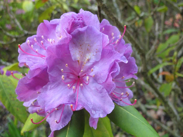 Photo of R. 'Mrs Davies Evans', Rhododendron Hybrid