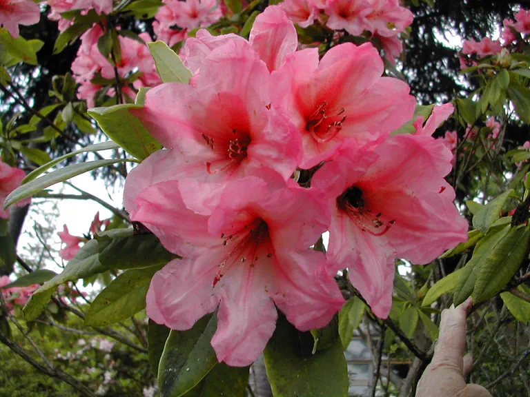 Photo of R. 'Mrs Donald G. Graham', Rhododendron Hybrid