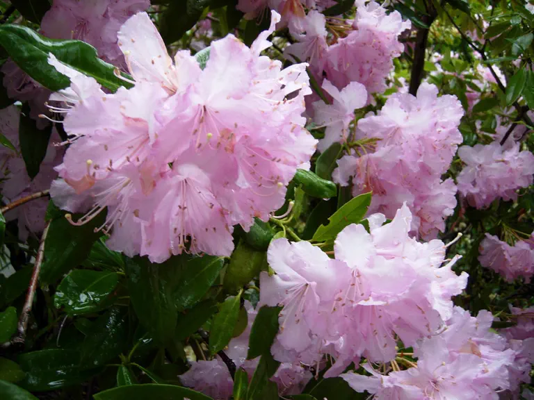 Photo of R. 'Mrs E C Stirling', Rhododendron Hybrid