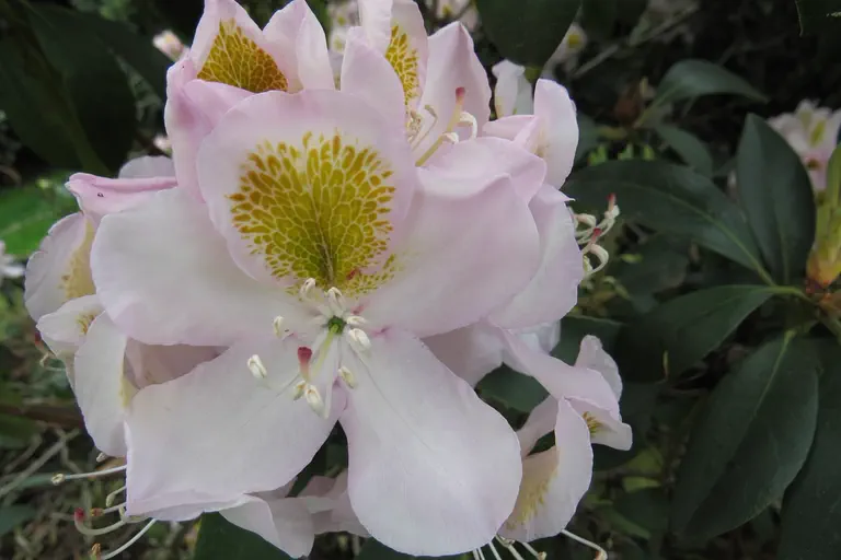 Photo of R. 'Mrs J G Millais', Rhododendron Hybrid