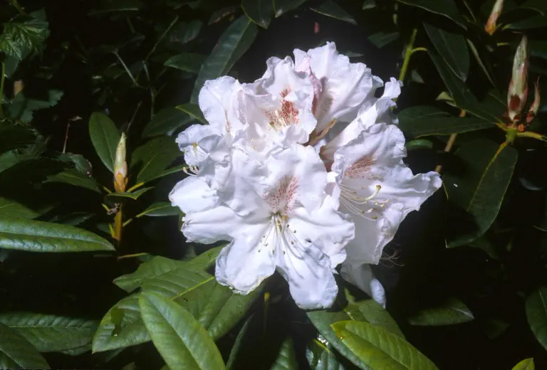 Photo of R. 'Mrs Lindsay Smith', Rhododendron Hybrid