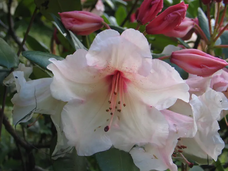 Photo of R. 'Virginia Richards', Rhododendron Hybrid