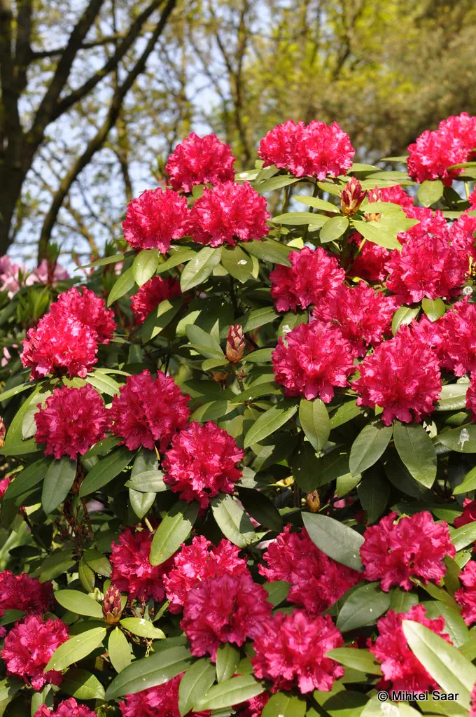 Photo of R. 'Mrs P den Ouden', Rhododendron Hybrid