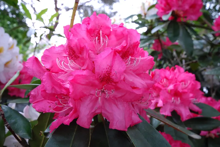 Photo of R. 'Mrs R.S. Holford', Rhododendron Hybrid