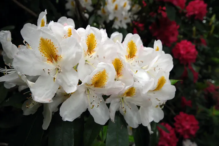 Photo of R. 'Mrs Tom Agnew', Rhododendron Hybrid