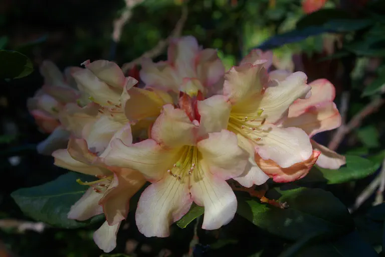 Photo of R. 'Mrs W.C. Slocock', Rhododendron Hybrid