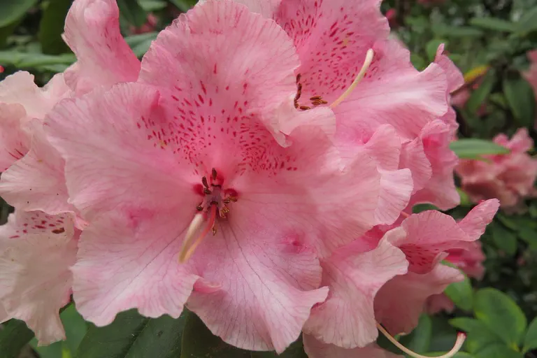 Photo of R. 'Handsworth Early Scarlet', Rhododendron Hybrid