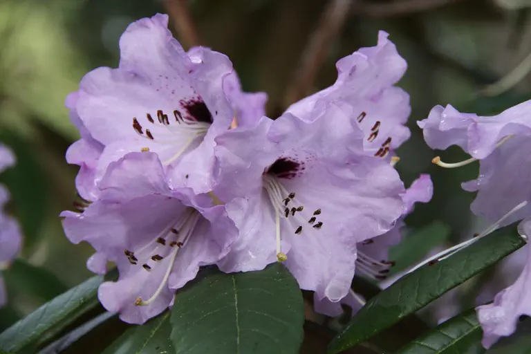 Photo of R. 'Muncaster Mist', Rhododendron Hybrid
