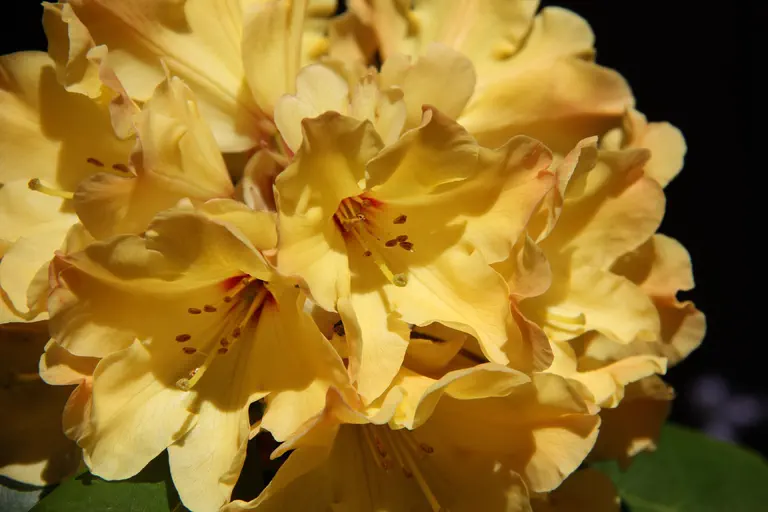 Photo of R. 'Nancy Evans', Rhododendron Hybrid