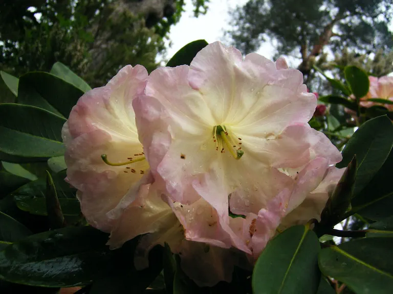 Photo of R. 'Naomi Astarte', Rhododendron Hybrid