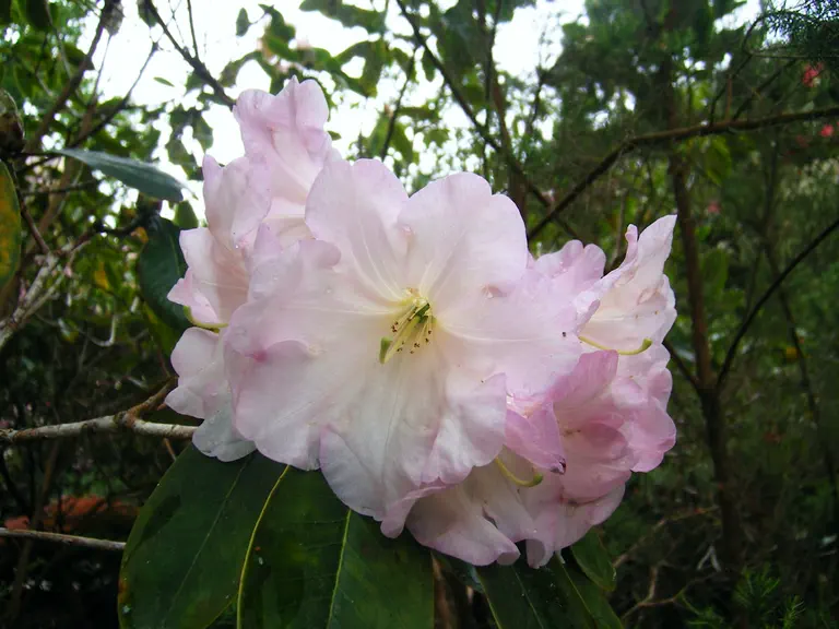 Photo of R. 'Naomi Early Dawn', Rhododendron Hybrid