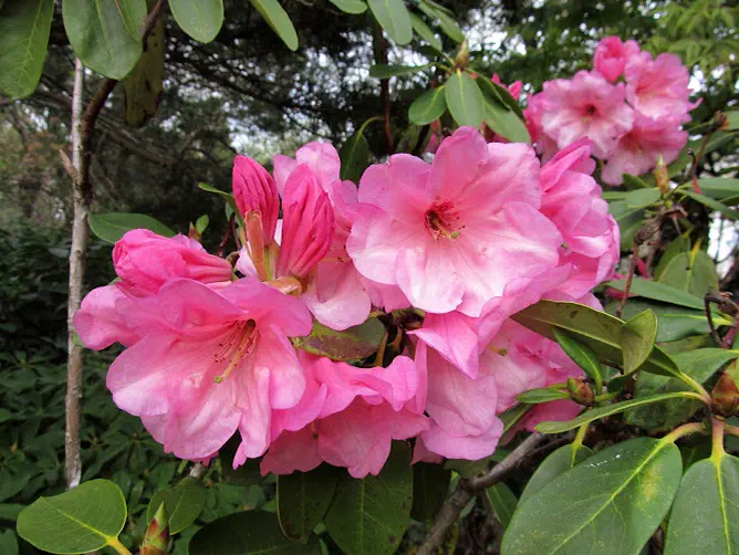 Photo of R. 'Naomi Glow', Rhododendron Hybrid