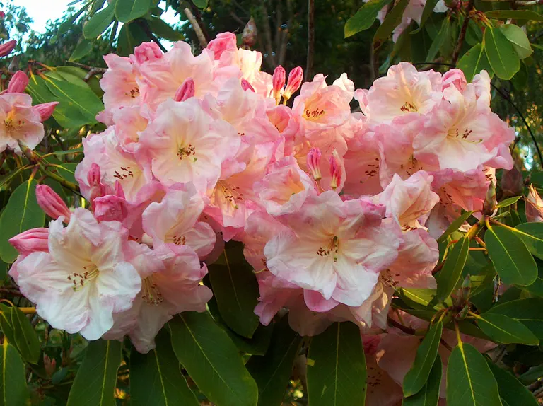 Photo of R. 'Naomi Nautilus', Rhododendron Hybrid