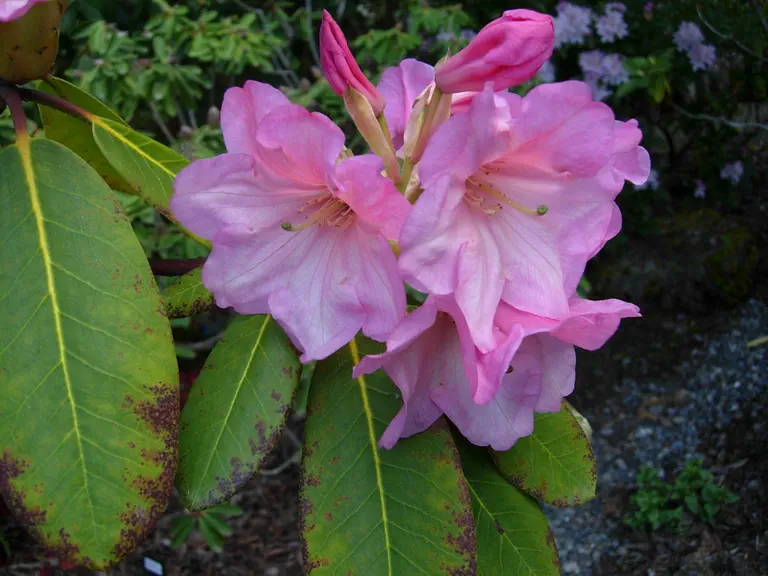 Photo of R. 'Naomi Pink Beauty', Rhododendron Hybrid