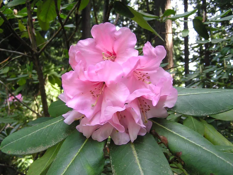 Photo of R. 'Naomi Pixie', Rhododendron Hybrid