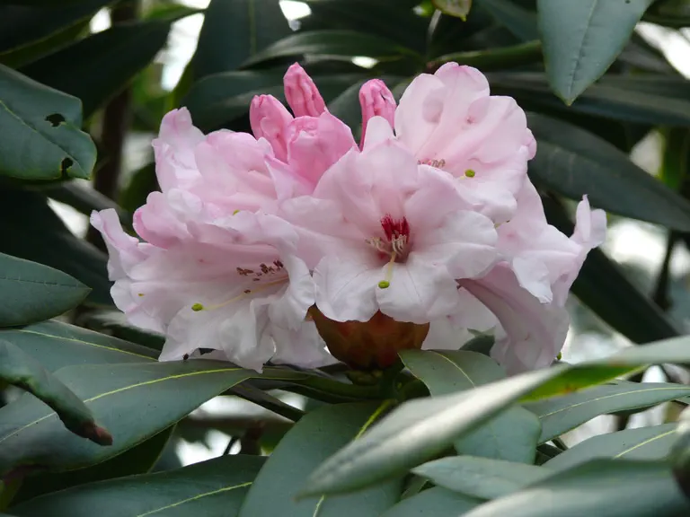 Photo of R. 'Naomi Stella Maris', Rhododendron Hybrid