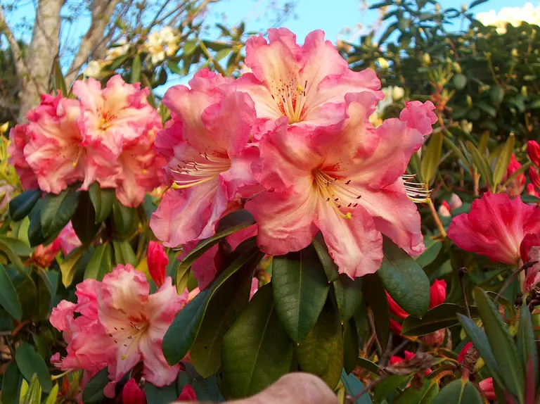 Photo of R. 'Naselle', Rhododendron Hybrid