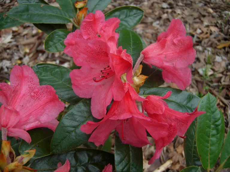 Photo of R. 'Hansel', Rhododendron Hybrid