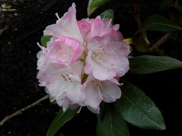 Photo of R. 'Neat-O', Rhododendron Hybrid