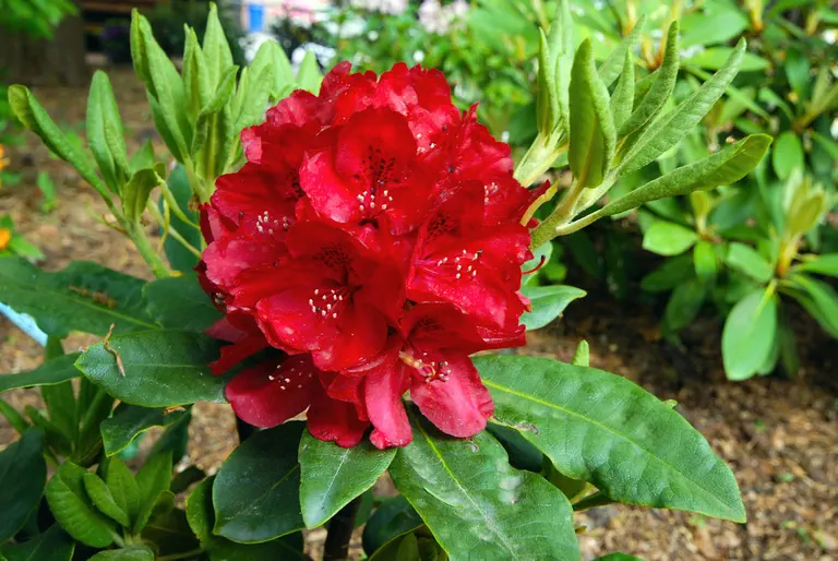 Photo of R. 'Negrito', Rhododendron Hybrid