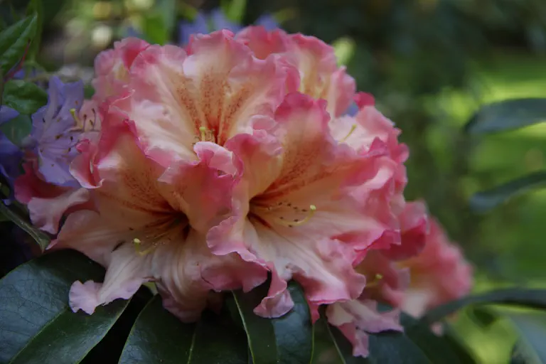 Photo of R. 'Nelda Peach', Rhododendron Hybrid