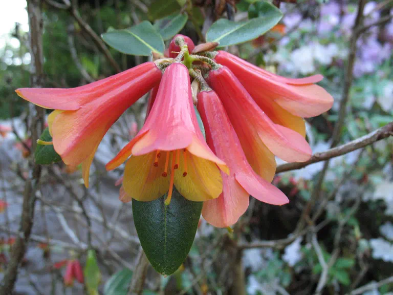 Photo of R. cinnabarinum ssp cinnabarinum 'Nepal', Rhododendron Species Selection