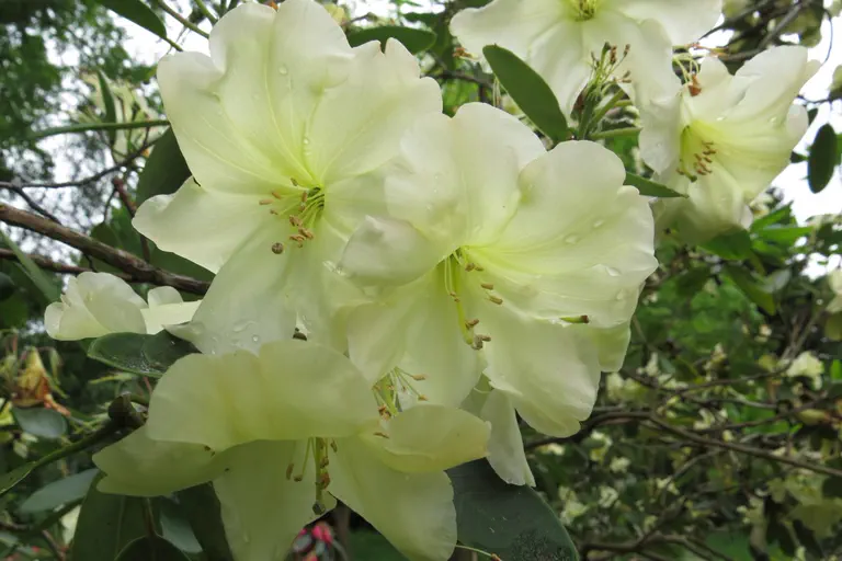 Photo of R. 'New Comet', Rhododendron Hybrid