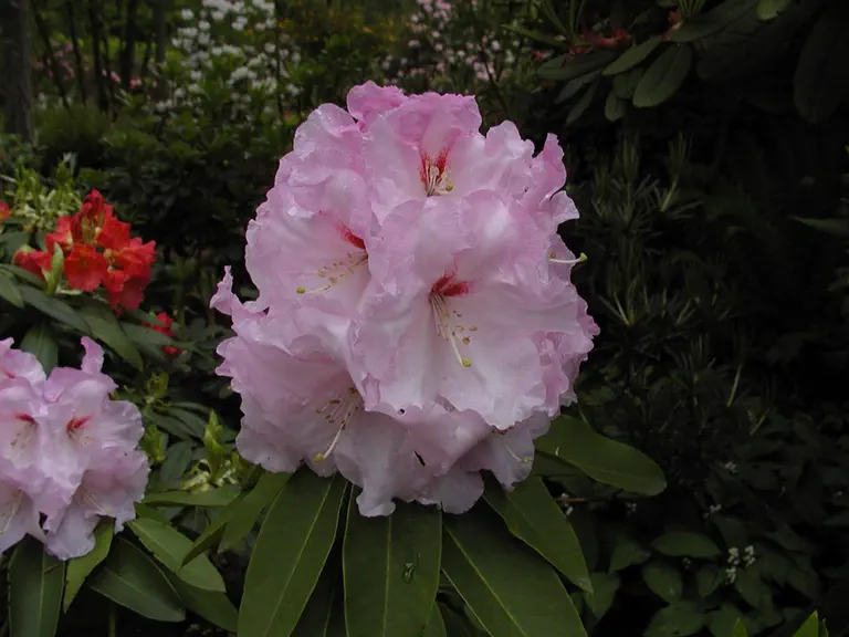 Photo of R. 'Newcomb's Sweetheart', Rhododendron Hybrid