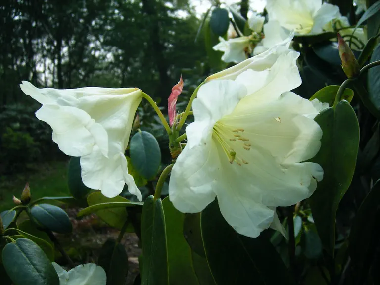 Photo of R. 'Happy Occasion', Rhododendron Hybrid