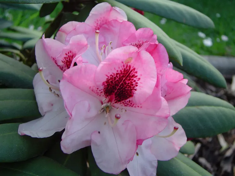 Photo of R. 'Nicoletta', Rhododendron Hybrid