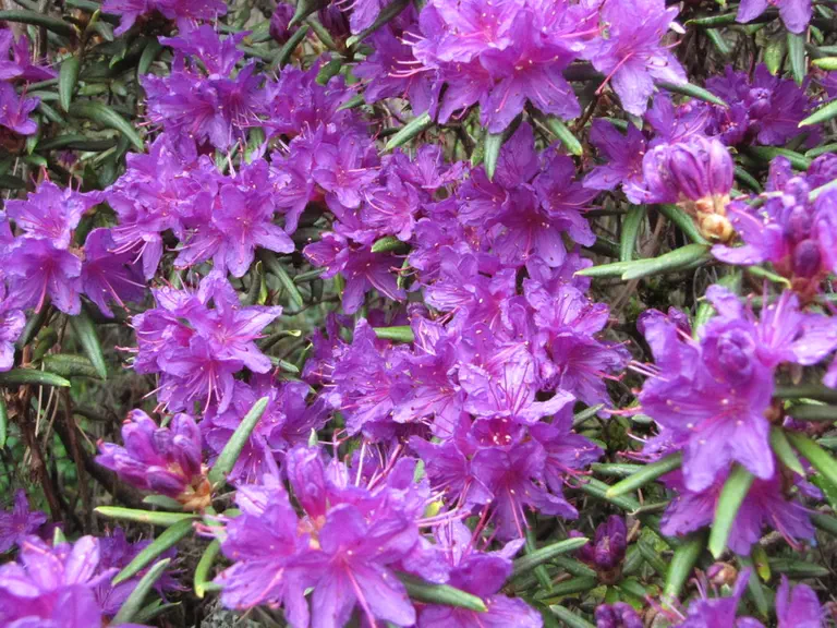 Photo of R. russatum 'Night Editor', Rhododendron Species Selection