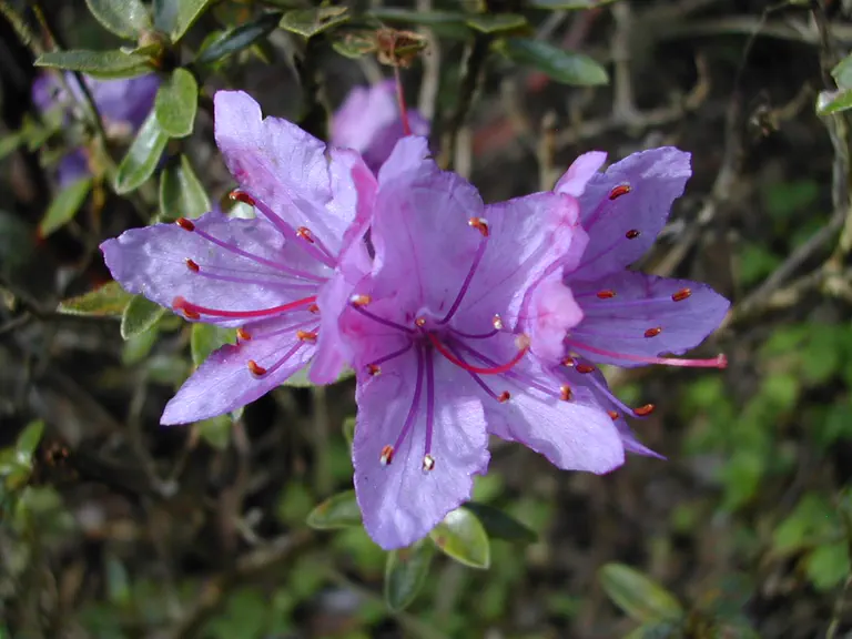 Photo of R. 'Night Sky', Rhododendron Hybrid