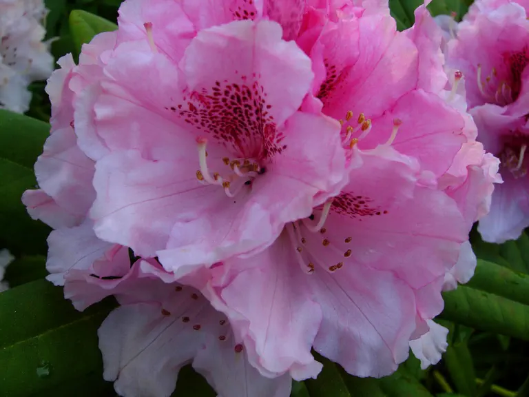Photo of R. 'Noble Mountain', Rhododendron Hybrid