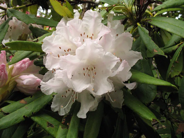 Photo of R. 'Nobleanum Album Group', Rhododendron Cultivar group