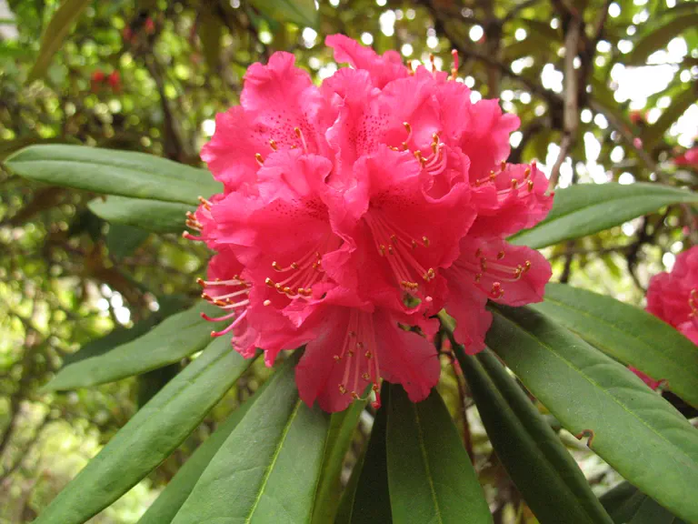 Photo of R. 'Nobleanum Coccineum', Rhododendron Hybrid