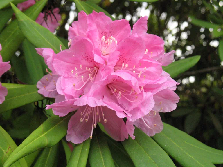 Photo of R. 'Nobleanum Venustum', Rhododendron Hybrid