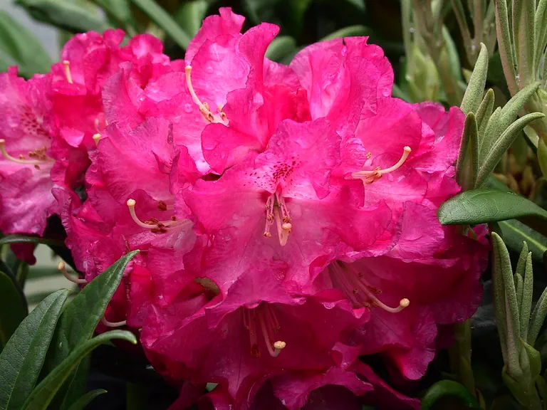Photo of R. 'Nofretete', Rhododendron Hybrid