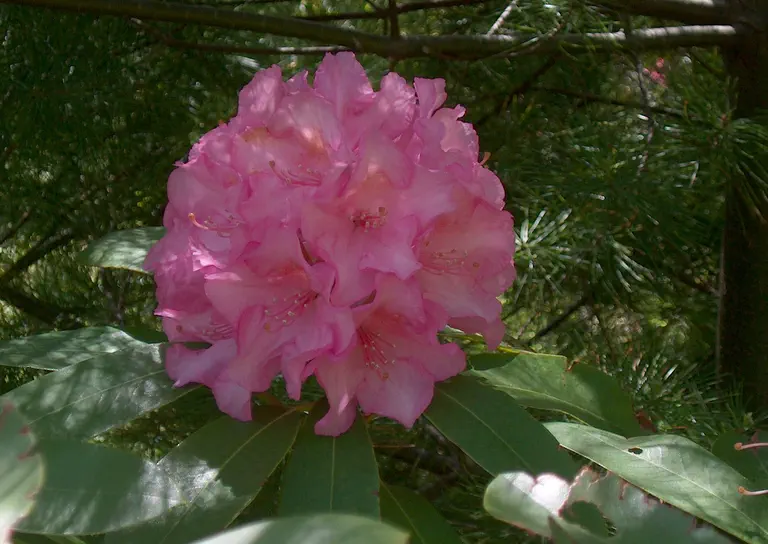 Photo of R. 'Normandy', Rhododendron Hybrid