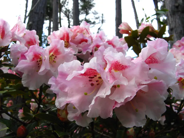 Photo of R. 'Noyo Charm', Rhododendron Hybrid