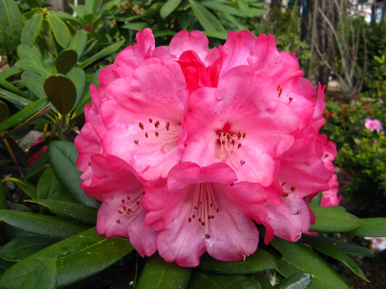 Photo of R. 'Noyo Dream', Rhododendron Hybrid