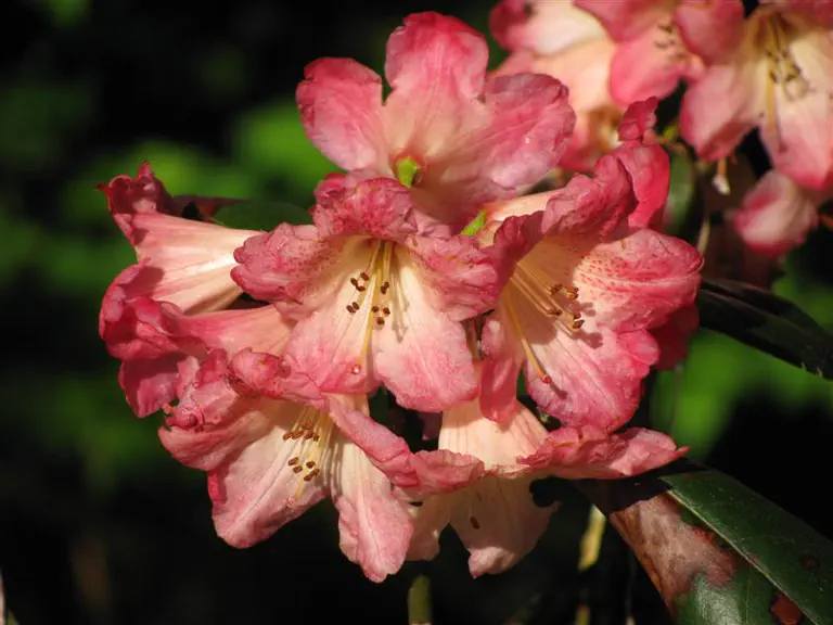 Photo of R. 'Oh-Too', Rhododendron Hybrid