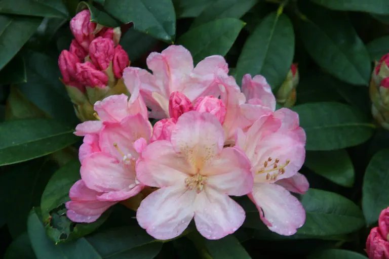 Photo of R. 'Percy Wiseman', Rhododendron Hybrid